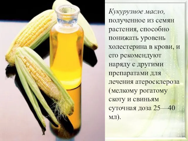 Кукурузное масло, полученное из семян растения, способно понижать уровень холестерина