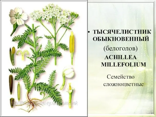 ТЫСЯЧЕЛИСТНИК ОБЫКНОВЕННЫЙ (белоголов) ACHILLEA MILLEFOLIUM Семейство сложноцветные