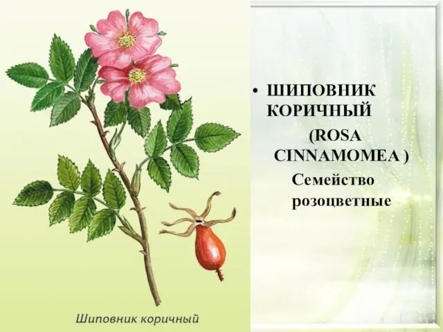 ШИПОВНИК КОРИЧНЫЙ (ROSA CINNAMOMEA ) Семейство розоцветные