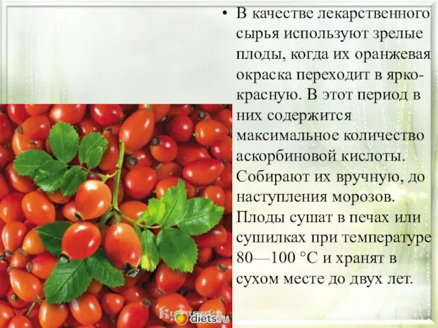 В качестве лекарственного сырья используют зрелые плоды, когда их оранжевая