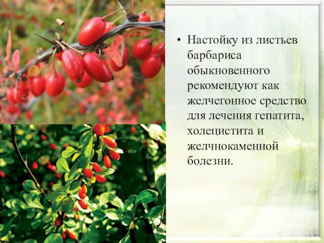 Настойку из листьев барбариса обыкновенного рекомендуют как желчегонное средство для лечения гепатита, холецистита и желчнокаменной болезни.