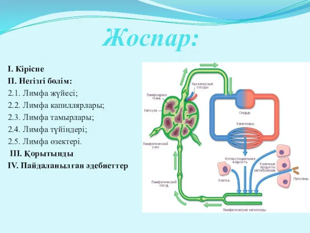 Жоспар: I. Кіріспе II. Негізгі бөлім: 2.1. Лимфа жүйесі; 2.2.