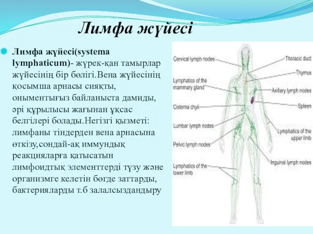 Лимфа жүйесі Лимфа жүйесі(systema lymphaticum)- жүрек-қан тамырлар жүйесінің бір бөлігі.Вена