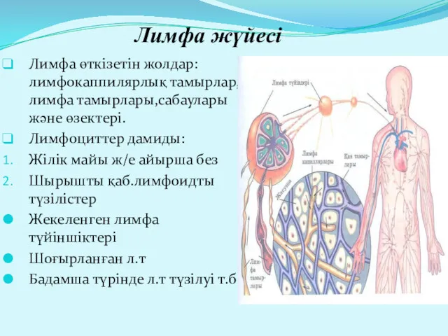 Лимфа жүйесі Лимфа өткізетін жолдар:лимфокаппилярлық тамырлар,лимфа тамырлары,сабаулары және өзектері. Лимфоциттер