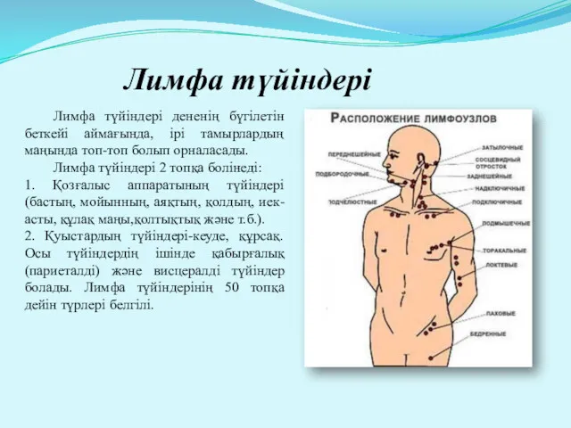 Лимфа түйіндері дененің бүгілетін беткейі аймағында, ірі тамырлардың маңында топ-топ