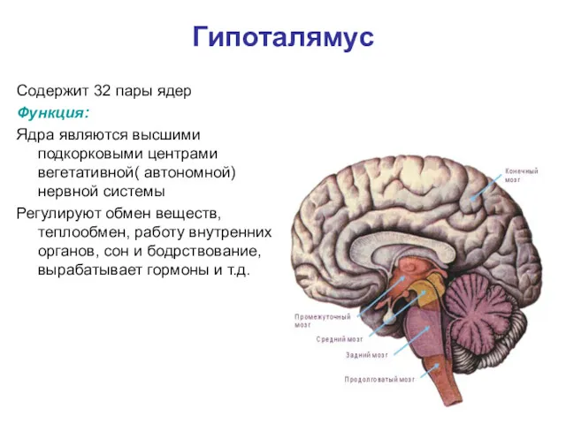 Гипоталямус Содержит 32 пары ядер Функция: Ядра являются высшими подкорковыми