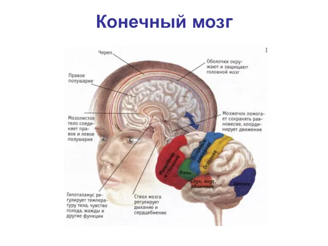 Конечный мозг