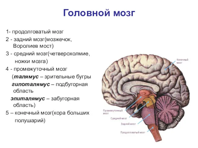 Головной мозг 1- продолговатый мозг 2 - задний мозг(мозжечок, Воролиев