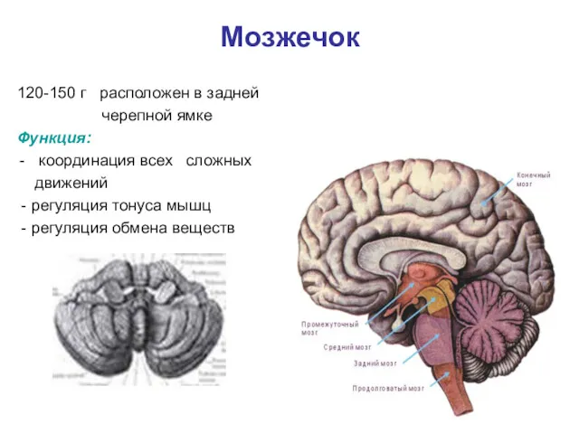 Мозжечок 120-150 г расположен в задней черепной ямке Функция: координация