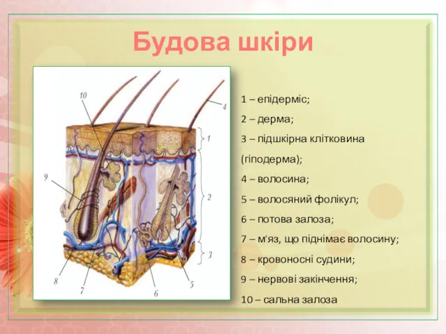 Будова шкіри 1 – епідерміс; 2 – дерма; 3 – підшкірна клітковина (гіподерма);