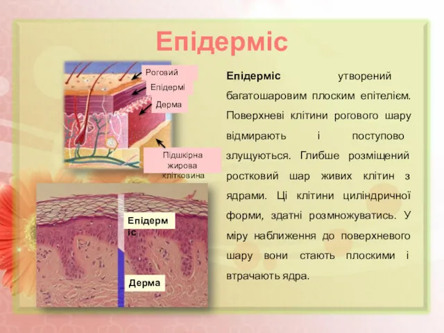 Епідерміс Епідерміс утворений багатошаровим плоским епітелієм. Поверхневі клітини рогового шару відмирають і поступово