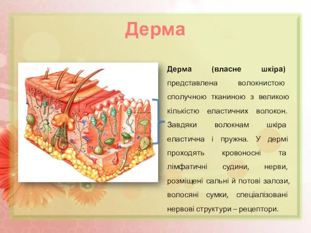 Дерма Дерма (власне шкіра) представлена волокнистою сполучною тканиною з великою кількістю еластичних волокон.