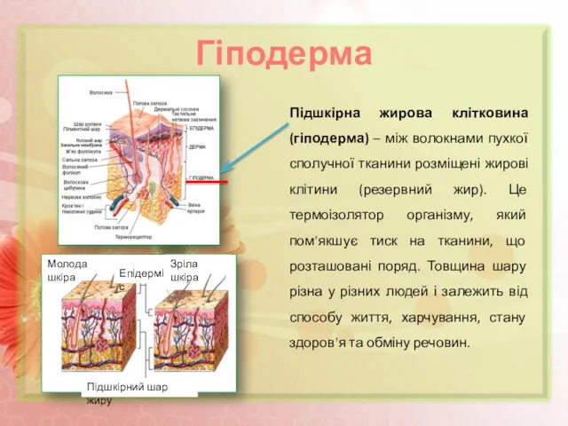 Гіподерма Підшкірна жирова клітковина (гіподерма) – між волокнами пухкої сполучної тканини розміщені жирові