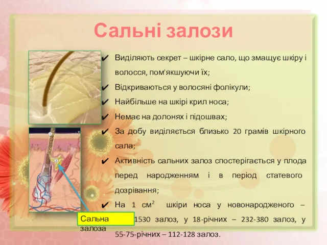 Сальні залози Виділяють секрет – шкірне сало, що змащує шкіру і волосся, пом'якшуючи