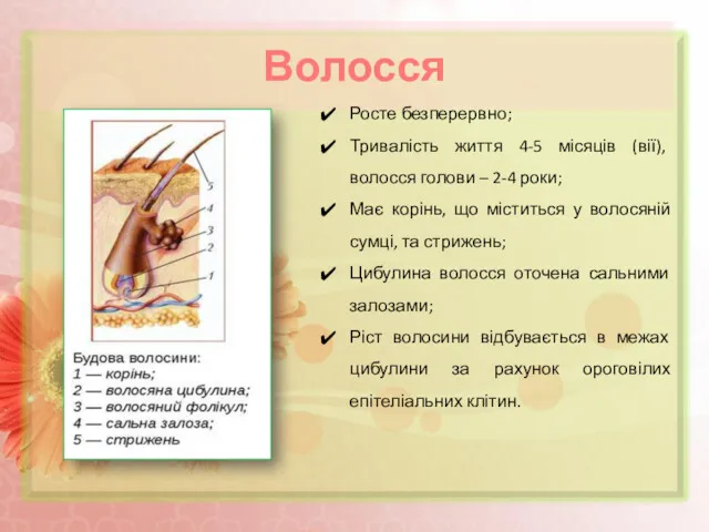 Волосся Росте безперервно; Тривалість життя 4-5 місяців (вії), волосся голови – 2-4 роки;