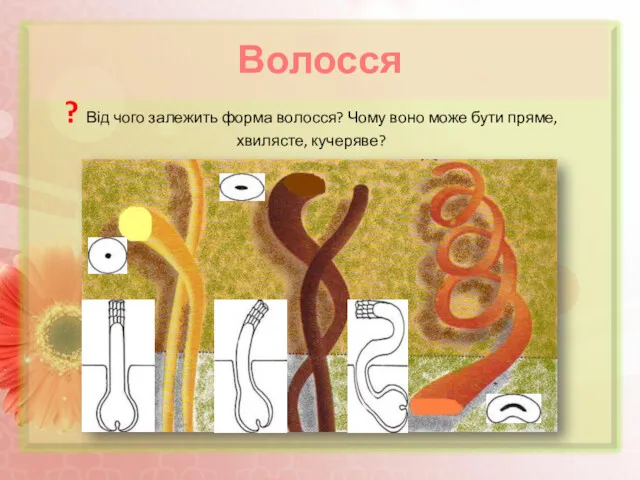 Волосся ? Від чого залежить форма волосся? Чому воно може бути пряме, хвилясте, кучеряве?