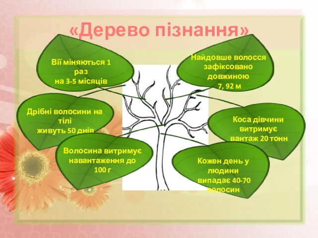 «Дерево пізнання» Дрібні волосини на тілі живуть 50 днів Кожен день у людини