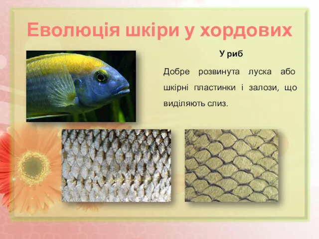 Еволюція шкіри у хордових У риб Добре розвинута луска або шкірні пластинки і