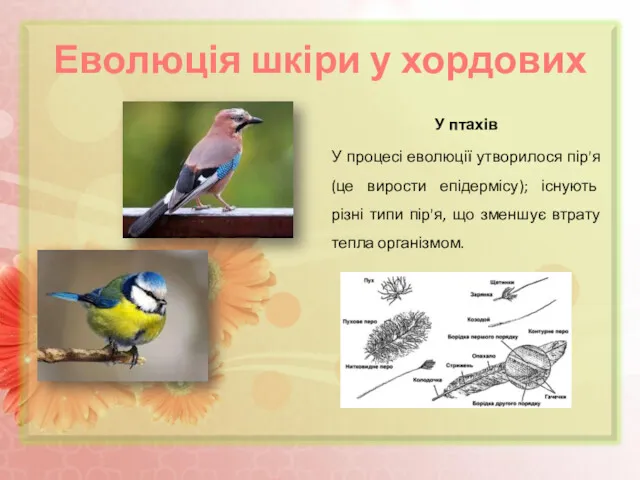 Еволюція шкіри у хордових У птахів У процесі еволюції утворилося