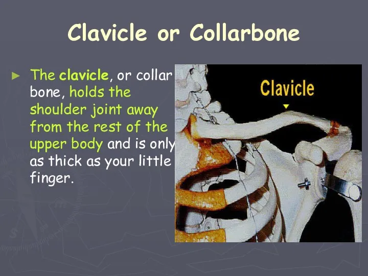 Clavicle or Collarbone The clavicle, or collar bone, holds the