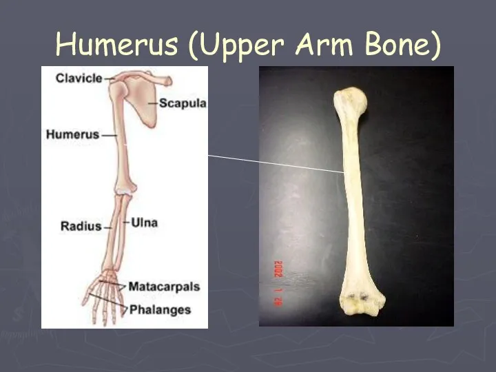 Humerus (Upper Arm Bone)