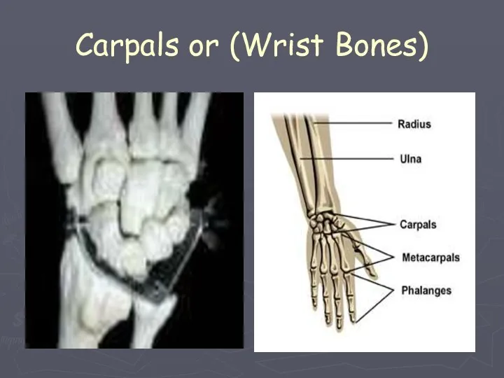 Carpals or (Wrist Bones)