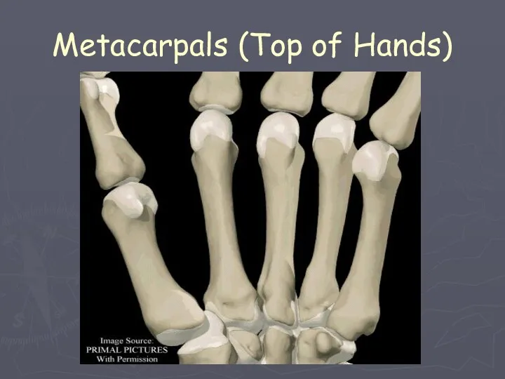 Metacarpals (Top of Hands)