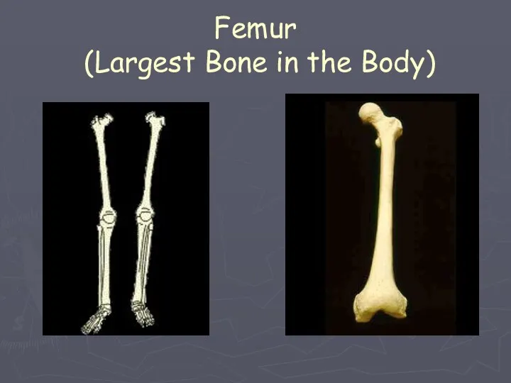Femur (Largest Bone in the Body)