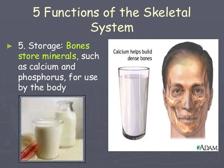 5 Functions of the Skeletal System 5. Storage: Bones store