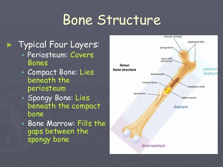 Bone Structure Typical Four Layers: Periosteum: Covers Bones Compact Bone: