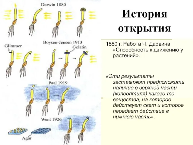 История открытия 1880 г. Работа Ч. Дарвина «Способность к движению