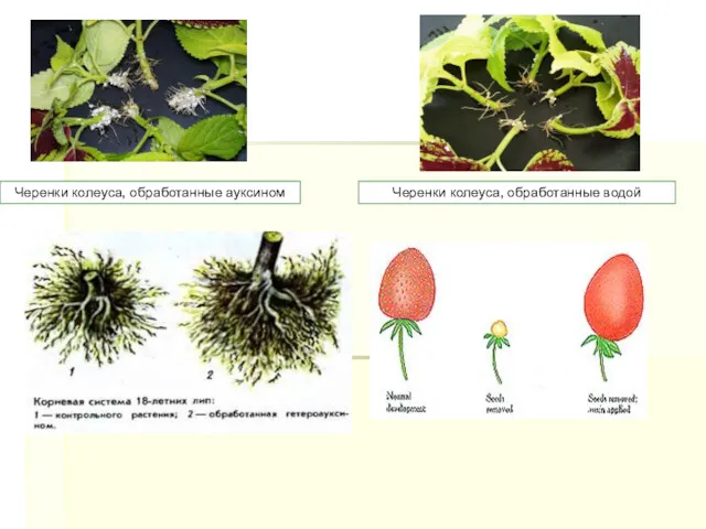 Черенки колеуса, обработанные ауксином Черенки колеуса, обработанные водой