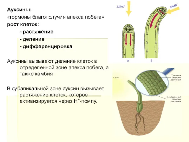 Ауксины: «гормоны благополучия апекса побега» рост клеток: - растяжение -