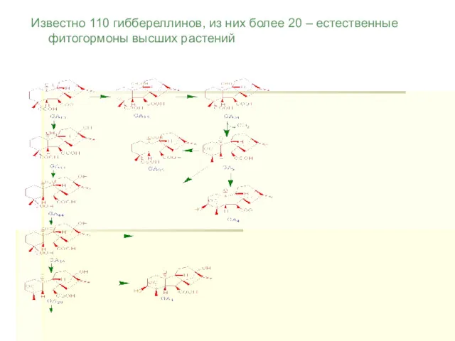 Известно 110 гиббереллинов, из них более 20 – естественные фитогормоны высших растений