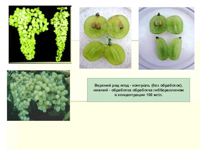 Верхний ряд ягод - контроль (без обработок), нижний - обработка обработка гиббереллином в концентрации 100 мг/л.