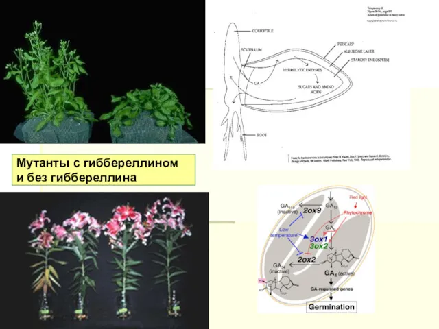 Мутанты с гиббереллином и без гиббереллина