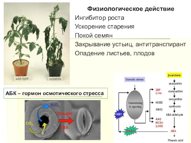 Физиологическое действие Ингибитор роста Ускорение старения Покой семян Закрывание устьиц,