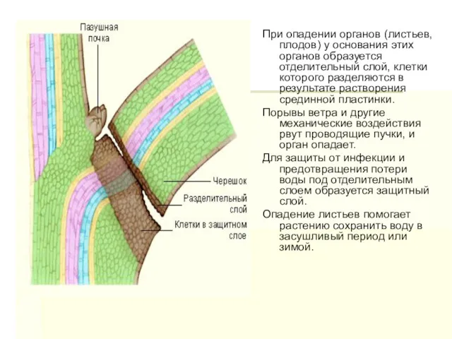 При опадении органов (листьев, плодов) у основания этих органов образуется