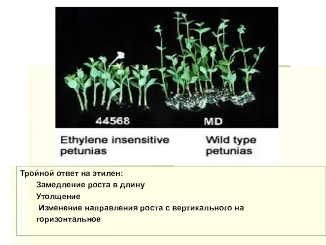 Тройной ответ на этилен: Замедление роста в длину Утолщение Изменение направления роста с вертикального на горизонтальное