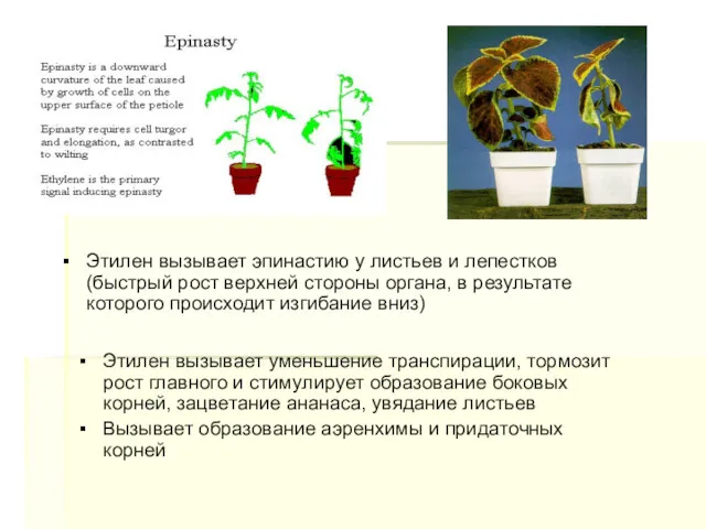 Этилен вызывает эпинастию у листьев и лепестков (быстрый рост верхней