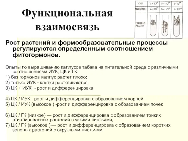 Функциональная взаимосвязь Рост растений и формообразовательные процессы регулируются определенным соотношением