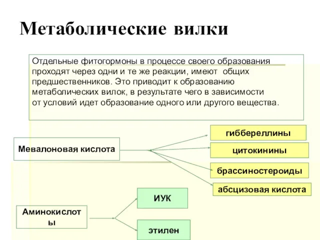 Метаболические вилки Мевалоновая кислота гиббереллины цитокинины брассиностероиды абсцизовая кислота Отдельные