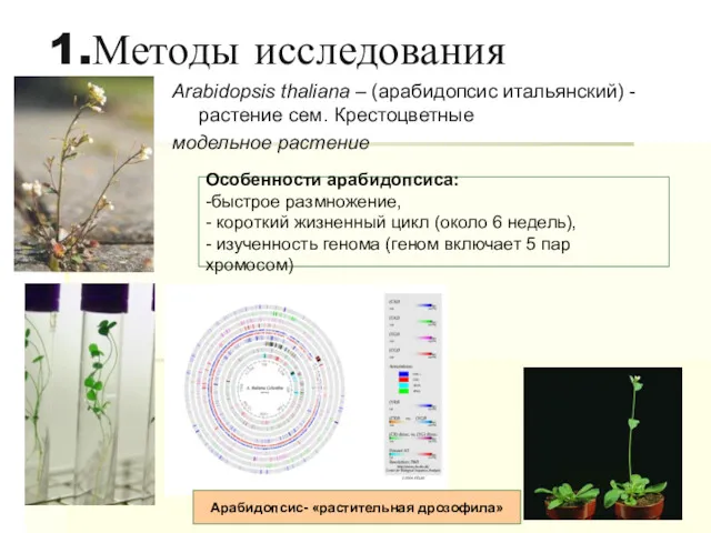 1.Методы исследования Arabidopsis thaliana – (арабидопсис итальянский) - растение сем.