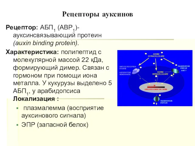 Рецепторы ауксинов Рецептор: АБП1 (ABP1)- ауксинсвязывающий протеин (auxin binding protein).