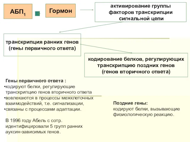 АБП1 + Гормон активирование группы факторов транскрипции сигнальной цепи транскрипция