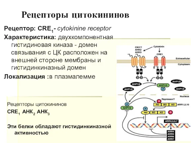 Рецепторы цитокининов Рецептор: CRE1- cytokinine receptor Характеристика: двухкомпонентная гистидиновая киназа