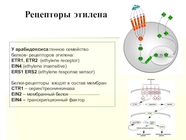 У арабидопсиса:генное семейство белков- рецепторов этилена: ETR1, ETR2 (ethylene receptor)