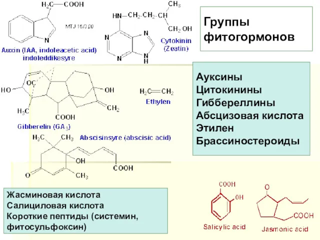 Ауксины Цитокинины Гиббереллины Абсцизовая кислота Этилен Брассиностероиды Жасминовая кислота Салициловая