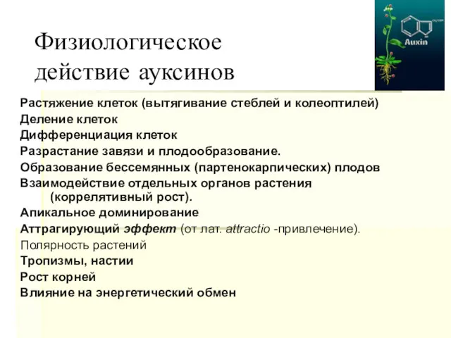 Физиологическое действие ауксинов Растяжение клеток (вытягивание стеблей и колеоптилей) Деление