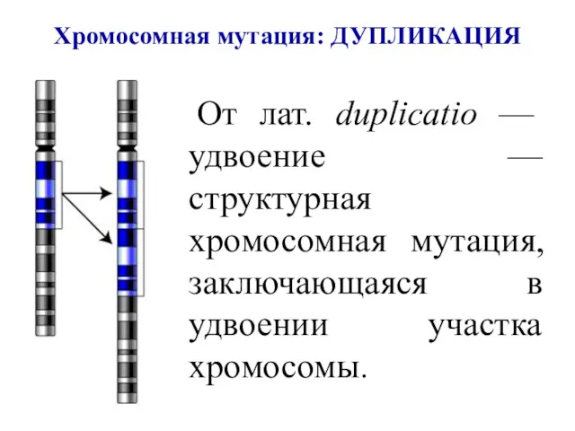 Хромосомная мутация: ДУПЛИКАЦИЯ От лат. duplicatio — удвоение — структурная